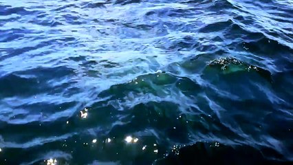 Diver films himself fighting off a shark with a spear