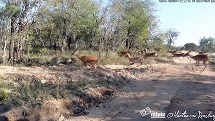 Leopard Kills Impala In Mid Air Unbelievable Video Never Before Seen