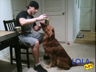 Dog Biscuit Jenga on His Nose!