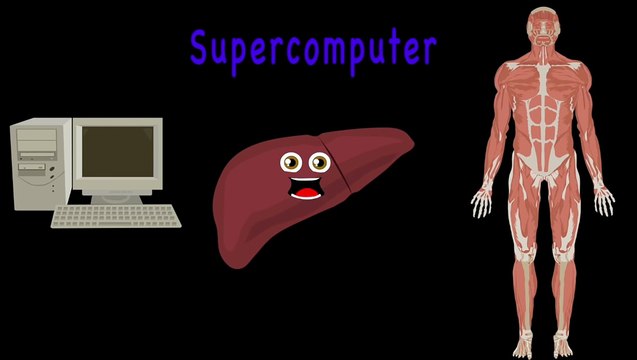 The Human Body for Kids/Learn about the Human Body for Children/Liver