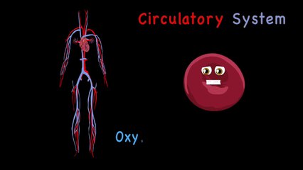 How the Human Body Works for Kids/Learning the Human Body for Children