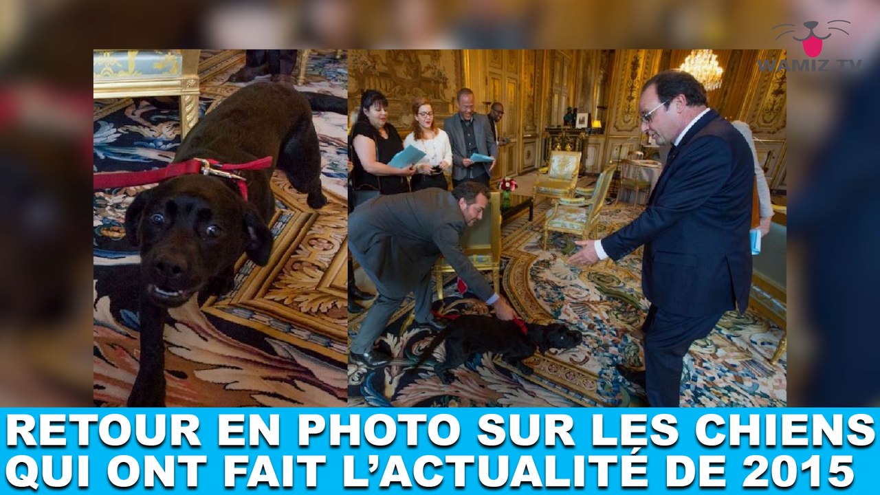 Retour en photo sur les chiens qui ont fait l'actualité de 2015 ! Tout de suite dans la minute chien #94