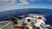 Kılıç Balığı Balıkçılara Saldırdı
