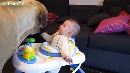 Cute Babies Playing with Big Dogs Compilation