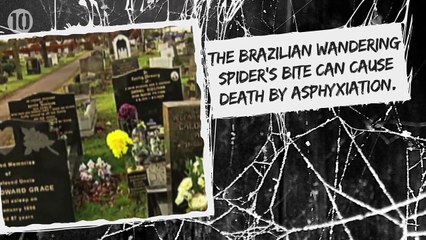 10 Terrifying Facts About Spiders