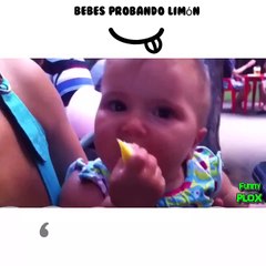 Bebes probando Limón
