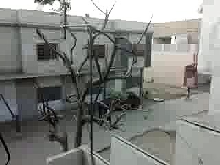 LG g2 camera zoom test in Malik cantt with beautifull tree