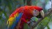 TechKnow - Saving Peru's macaws
