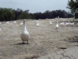Ducks in a safari park in Lahore