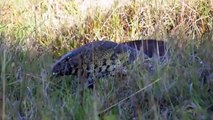 Monitor Lizard Intimidates 6 Lions Confused Lions are outsmarted