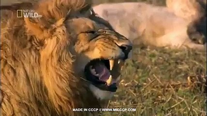 Lion laughing