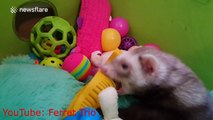Cute clip of ferrets