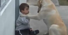 Un chien se lie d'amitié avec un garçon trisomique