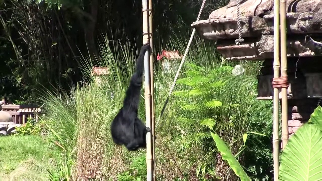 Disney s Animal Kingdom Adventure (FUNnel Vision Park Hopper Family Vacation Fun!) 2015