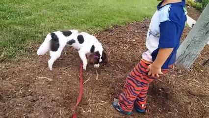 Dog with a VLOG #1! Rose & Chase the Dirt Diggers   Bug Catching Fun! (FUNnel Vision Doggy Vloggy)