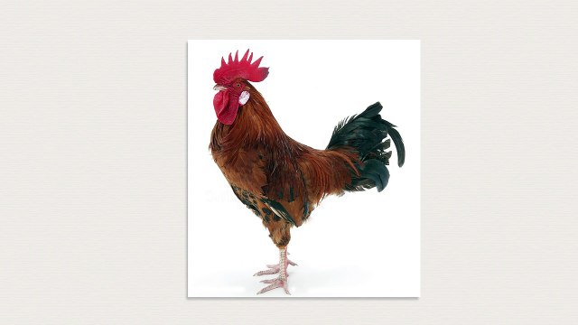 Pekbok Med Djur | Lär Dig Djurens Namn Och Läten | Utbildande Barnprogram