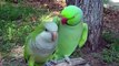 Did You Ever See A Parrot Flirt_ Now You Can.....You Wont Believe What This Parrot Say To His Lady! Awsome Video