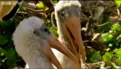 Whats Your Plan - Funny Animals - Dailymotion 2016