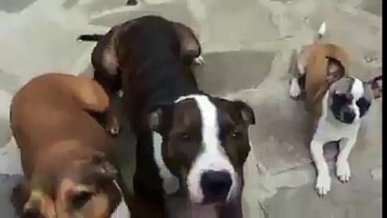 Guardate che addestramento questi cani.