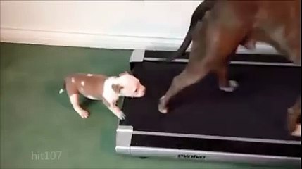 Koşu bandında yürümeye çalışan köpek!