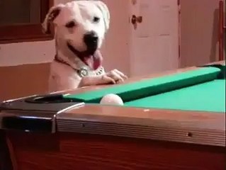 Bilardo oynayan köpek!
