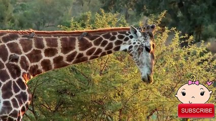 Learn Wild African Animals | Giraffe, Rhino, Lion | Educational Childrens Video Compilati