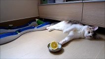 This cat fighting with a lemon is the cutest thing you will see today!