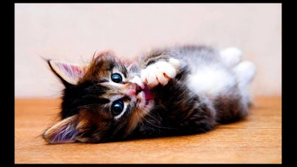 Top chattons trops mignons 2016