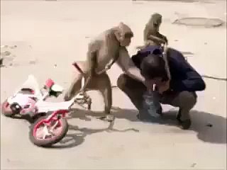 bander ko kitna piyar hy es bandy sy