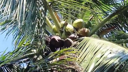 Coconut Milk Oil for Hair Treatment at Home