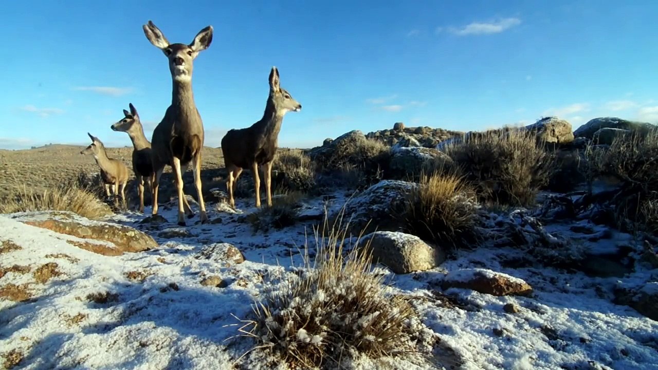 A Deer Migration You Have to See to Believe