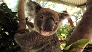 Australian Animals We Love: The Roundup