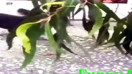 vcx forum Funny Videos - Funny Animal - Funny Dog Videos, Animals Mating 2015-3