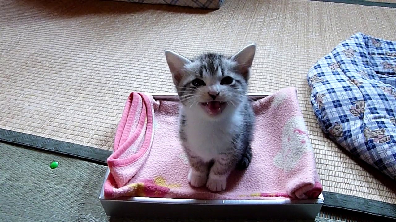 ないてくるプチ