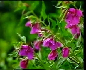 Telaga Remis   Tarling Dangdut  Itih S