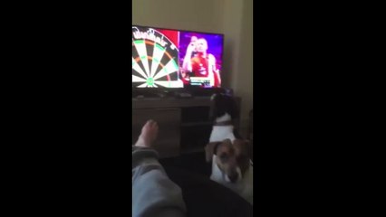 Ce chien est un fan de fléchettes... Va chercher!!!