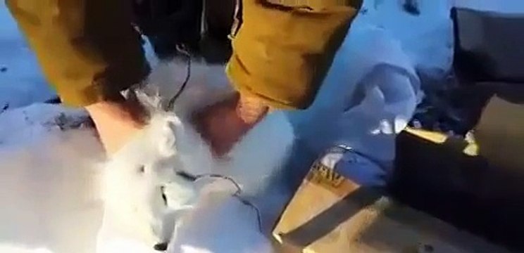 Snow Fox fools hunters faking death before running away