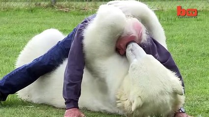 The Only Man In The World Who Can Swim With A Polar Bear- Grizzly Man