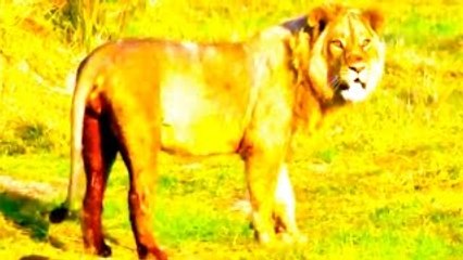 Lion Video LION ESCAPES CASTRATION {Full National Geographic Documentary}