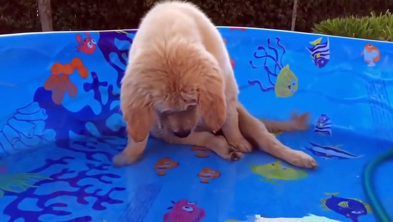 Best Funny videos Fails Wins compilation 2016