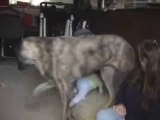 This big Dog loves to make baby boy laughs!