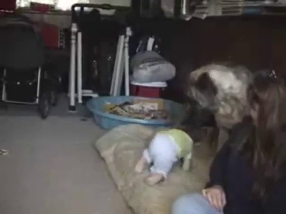 Ce gros chien adore faire rire ce bébé trop mignon