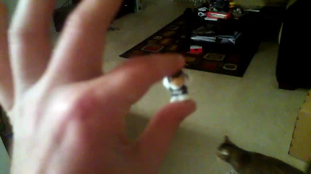 Ce chat va chercher comme un chien... Trop mignon