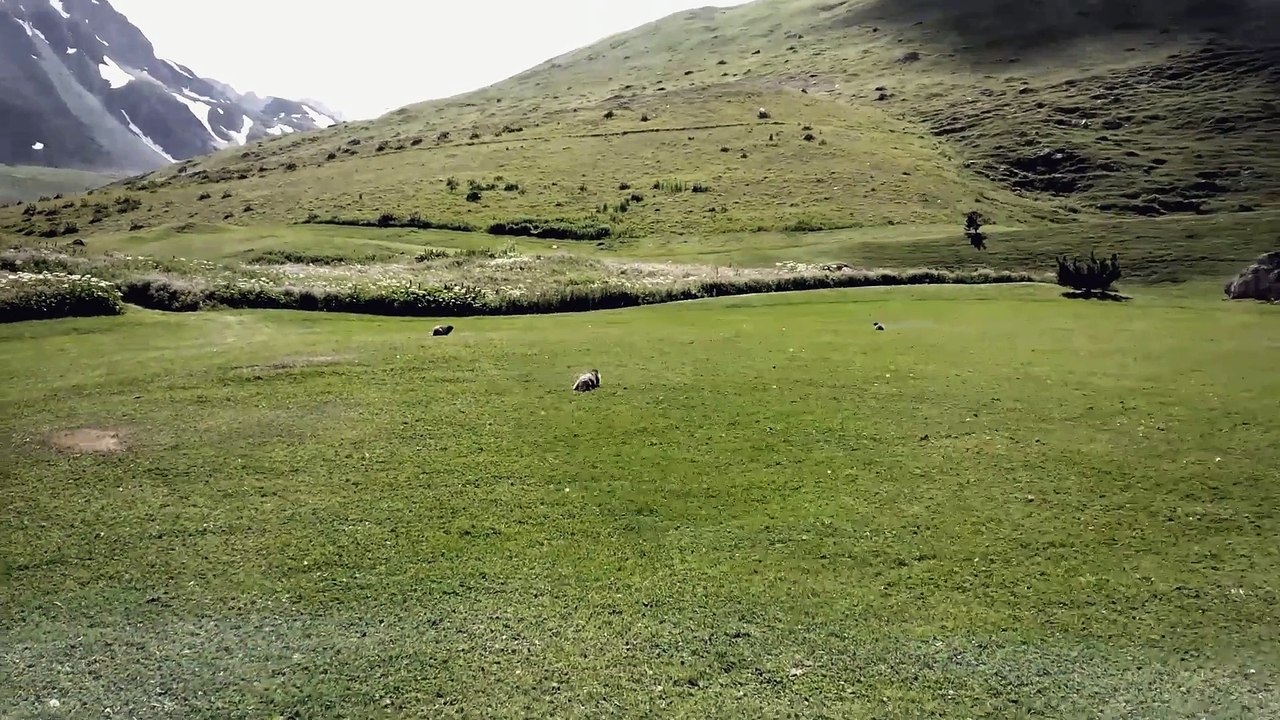 Les Marmottes