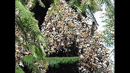 What is the mountain of butterflies - Google Doodle for Monarch Butterfly Discovery
