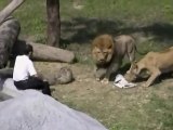 OMG ! Poor Man got Stuck Between Dangerous Lions-Top Funny Videos-Top Prank Videos-Top Vines Videos-Viral Video-Funny Fails