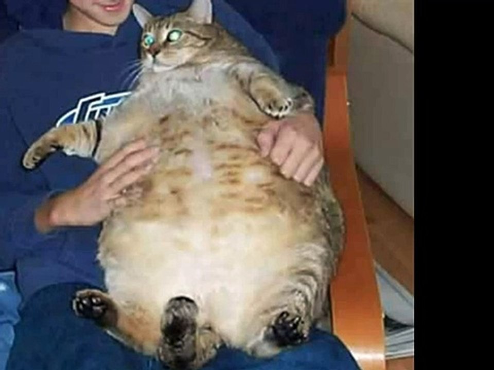 The World's Fattest Cats (Top 5!!!)12
