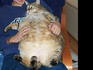 The World's Fattest Cats (Top 5!!!)80