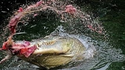 Animals Documentary Films Nat Geo Wild documentaries 2015 crocodile hunter wildlife in com