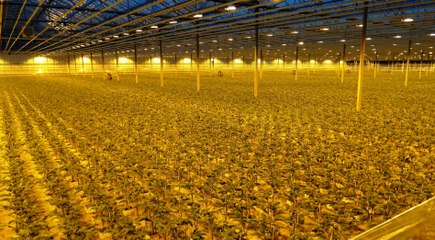 Perfecte doorstart Vollegrondsgroentedagen - Uitreiking Gouden Spruit / Rockanje 2016